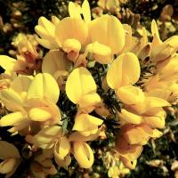 Ajonc gorse 3