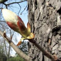 Bourgeon de marronnier chestnut bud 3