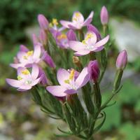 Centauree centaury 3