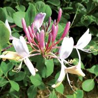 Chevrefeuille honeysuckle 3