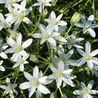 Dame d onze heures star of bethlehem 3