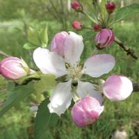 Eglantine wild rose 3