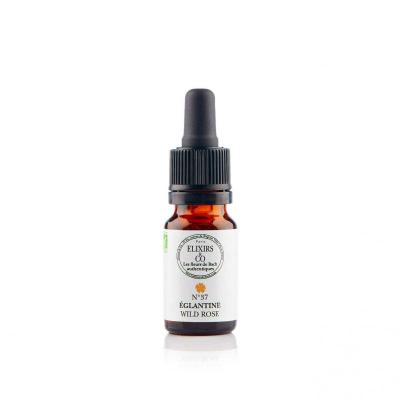 Eglantine wild rose