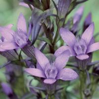 Gentiane gentian 3