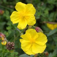 Heliantheme rock rose 3
