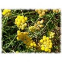 Helichryse d italie bio eau florale