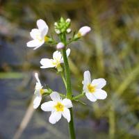 Hottonie des marais water violet 3