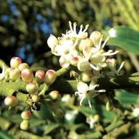 Houx holly 3