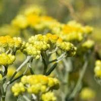 Images 46