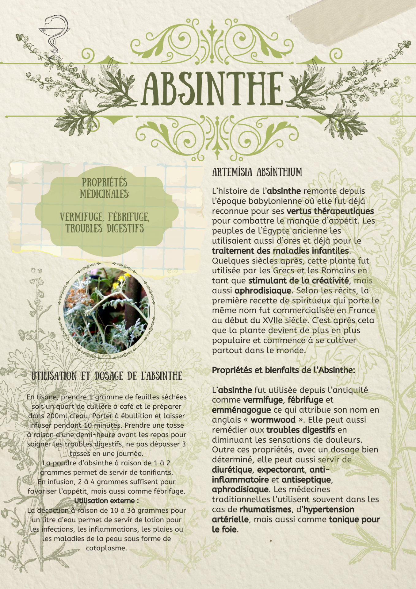 Les plantes et la magie 3