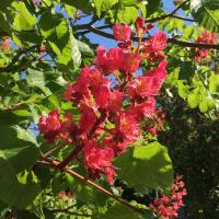 Marronnier rouge red chestnut 3