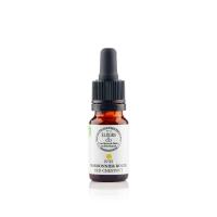 Marronnier rouge red chestnut
