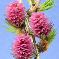 Meleze larch 3