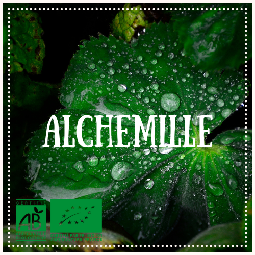 Menthe poivree 2 1