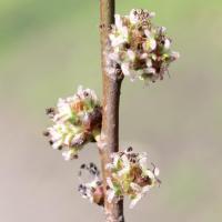 Orme elm 3