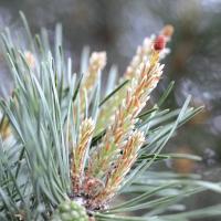 Pin pine 3