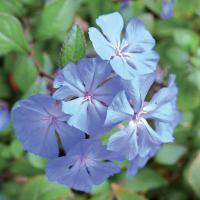 Plumbago cerato 3
