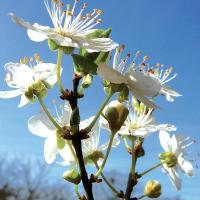 Prunus cherry plum 3