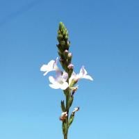 Verveine vervain 3