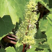 Vigne vine 3